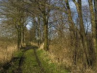 B, Limburg, Kinrooi, Hasselterbroek 12, Saxifraga-Jan van der Straaten