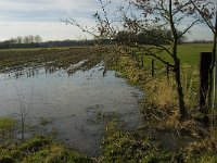 B, Limburg, Kinrooi, Hasselterbroek 13, Saxifraga-Jan van der Straaten