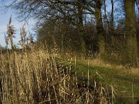 B, Limburg, Kinrooi, Hasselterbroek 16, Saxifraga-Jan van der Straaten