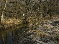 B, Limburg, Kinrooi, Hasselterbroek 2, Saxifraga-Jan van der Straaten