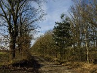 B, Limburg, Kinrooi, Hasselterbroek 7, Saxifraga-Jan van der Straaten