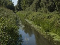 B, Limburg, Kinrooi, Nieuwe Lossing 4, Saxifraga-Marijke Verhagen