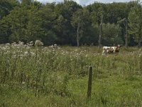 B, Limburg, Kinrooi, Sint-Maartensheide 10, Saxifraga-Jan van der Straaten