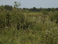 B, Limburg, Kinrooi, Smeetshof 12, Saxifraga-Marijke Verhagen