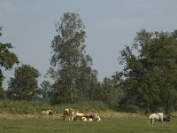 B, Limburg, Kinrooi, Smeetshof 17, Saxifraga-Marijke Verhagen