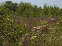 B, Limburg, Kinrooi, Smeetshof 20, Saxifraga-Marijke Verhagen