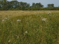 B, Limburg, Kinrooi, Smeetshof 7, Saxifraga-Marijke Verhagen