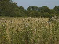 B, Limburg, Kinrooi, Smeetshof 9, Saxifraga-Marijke Verhagen