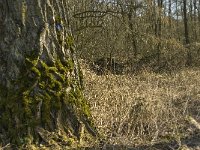 B, Limburg, Kinrooi, Stramprooierbroek 1, Saxifraga-Jan van der Straaten