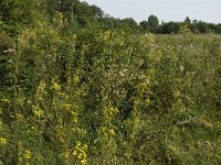 B, Limburg, Kinrooi, Veldhoven 6, Saxifraga-Jan van der Straaten