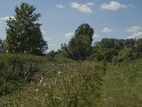 B, Limburg, Kinrooi, Zig 10, Saxifraga-Marijke Verhagen