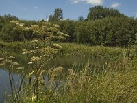 B, Limburg, Kinrooi, Zig 15, Saxifraga-Marijke Verhagen