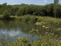 B, Limburg, Kinrooi, Zig 16, Saxifraga-Marijke Verhagen