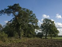 B, Limburg, Kinrooi, Zuurbeekvallei 20, Saxifraga-Jan van der Straaten