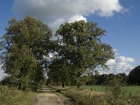 B, Limburg, Kinrooi, Zuurbeekvallei 23, Saxifraga-Jan van der Straaten