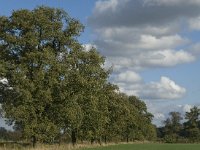 B, Limburg, Kinrooi, Zuurbeekvallei 25, Saxifraga-Jan van der Straaten