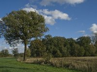 B, Limburg, Kinrooi, Zuurbeekvallei 27, Saxifraga-Jan van der Straaten