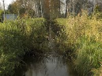 B, Limburg, Lommel, Grote Fosse 2, Saxifraga-Jan van der Straaten