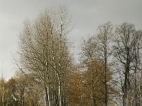 B, Limburg, Lommel, Grote Fosse 4, Saxifraga-Jan van der Straaten