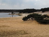 B, Limburg, Lommel, Sahara 6, Saxifraga-Marijke Verhagen