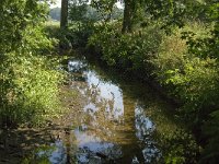 B, Limburg, Maaseik, Bosbeek 4, Saxifraga-Jan van der Straaten