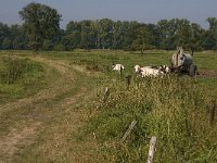 B, Limburg, Maaseik, Toesch 2, Saxifraga-Jan van der Straaten