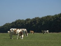 B, Limburg, Maaseik, Toesch 22, Saxifraga-Jan van der Straaten