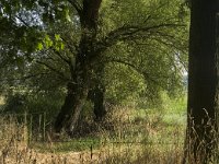 B, Limburg, Maaseik, Toesch 4, Saxifraga-Jan van der Straaten