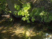 B, Limburg, Maaseik, Zanderbeek 2, Saxifraga-Jan van der Straaten