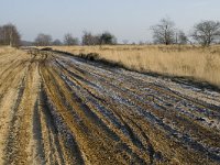 B, Limburg, Meeuwen-Gruitrode, Grote Heide 2, Saxifraga-Jan van der Straaten