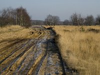 B, Limburg, Meeuwen-Gruitrode, Grote Heide 3, Saxifraga-Jan van der Straaten