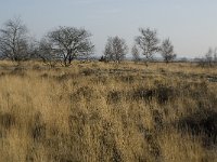 B, Limburg, Meeuwen-Gruitrode, Grote Heide 4, Saxifraga-Jan van der Straaten