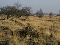 B, Limburg, Meeuwen-Gruitrode, Grote Heide 5, Saxifraga-Jan van der Straaten