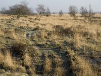 B, Limburg, Meeuwen-Gruitrode, Grote Heide 9, Saxifraga-Jan van der Straaten