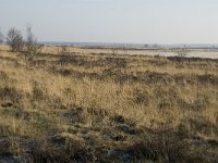 B, Limburg, Meeuwen-Gruitrode, Grote Heide, Brandven 1, Saxifraga-Jan van der Straaten