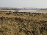 B, Limburg, Meeuwen-Gruitrode, Grote Heide, Brandven 2, Saxifraga-Jan van der Straaten