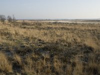 B, Limburg, Meeuwen-Gruitrode, Grote Heide, Brandven 3, Saxifraga-Jan van der Straaten