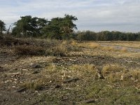 B, Limburg, Neerpelt, Hageven 15, Saxifraga-Jan van der Straaten