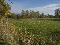 B, Limburg, Neerpelt, Hageven 2, Saxifraga-Marijke Verhagen