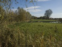 B, Limburg, Neerpelt, Hageven 3, Saxifraga-Marijke Verhagen