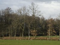 B, Limburg, Overpelt, Kleine Molen 8, Saxifraga-Marijke Verhagen