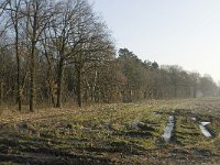 B, Limburg, Peer, Blijlever 3, Saxifraga-Jan van der Straaten