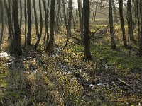 B, Limburg, Peer, Blijlever 8, Saxifraga-Jan van der Straaten