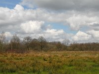 B, Limburg, Peer, Eikelbos 18, Saxifraga-Jan van der Straaten