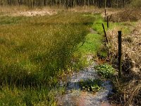 B, Limburg, Peer, Eikelbos 4, Saxifraga-Jan van der Straaten