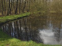 B, Limburg, Peer, Eikelbos 8, Saxifraga-Jan van der Straaten