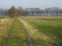 B, Limburg, Peer, Linde 1, Saxifraga-Jan van der Straaten