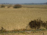 B, Limburg, Peer, Linde, Dommel-oorsprong 4, Saxifraga-Jan van der Straaten