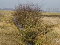 B, Limburg, Peer, Linde, Dommel-oorsprong 9, Saxifraga-Jan van der Straaten