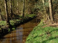 B, Limburg, Peer, Neerhoksent, Bollisserbeek 1, Saxifraga-Jan van der Straaten